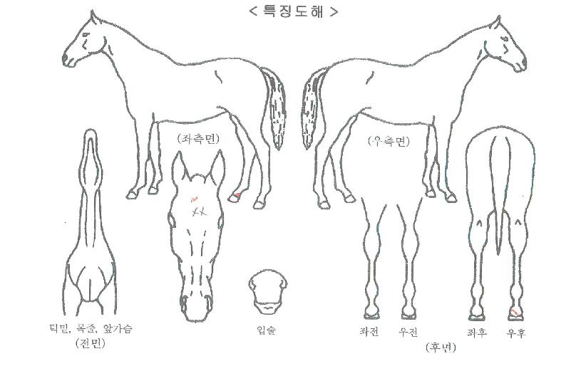 ·¿ÀÕ°íÀÇ Ãø¸é,¿ì¸é,µÞ¸é,µÎ»ó,´Ù¸®ÀÇ Æ¯Â¡µµÇØ