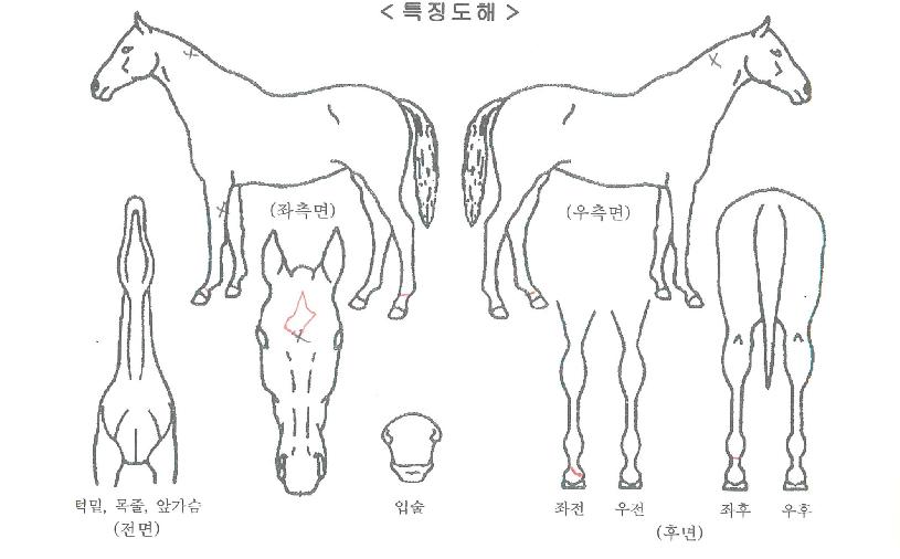 ¹ä¾ØµåÁ¶ÀÌÀÇ Ãø¸é,¿ì¸é,µÞ¸é,µÎ»ó,´Ù¸®ÀÇ Æ¯Â¡µµÇØ