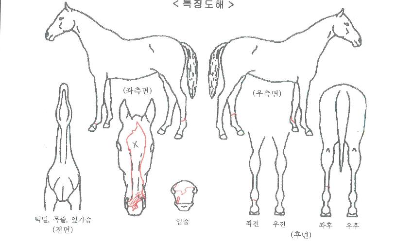 ±Û·Î¸®°ÉÀÇ Ãø¸é,¿ì¸é,µÞ¸é,µÎ»ó,´Ù¸®ÀÇ Æ¯Â¡µµÇØ