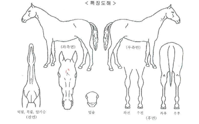 °ñµåÅÇÀÇ Ãø¸é,¿ì¸é,µÞ¸é,µÎ»ó,´Ù¸®ÀÇ Æ¯Â¡µµÇØ