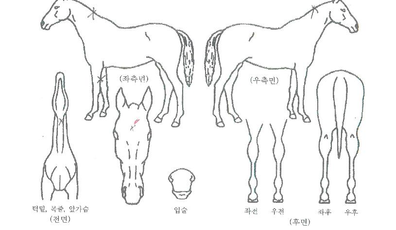 ���̳���ġ�� ����,���,�޸�,�λ�,�ٸ��� Ư¡����