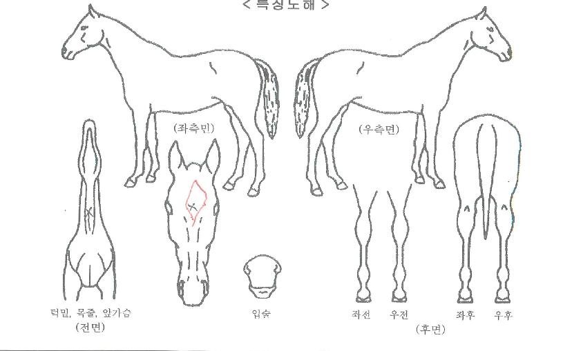 ¾Æ¸§´Ù¿îºñÇàÀÇ Ãø¸é,¿ì¸é,µÞ¸é,µÎ»ó,´Ù¸®ÀÇ Æ¯Â¡µµÇØ