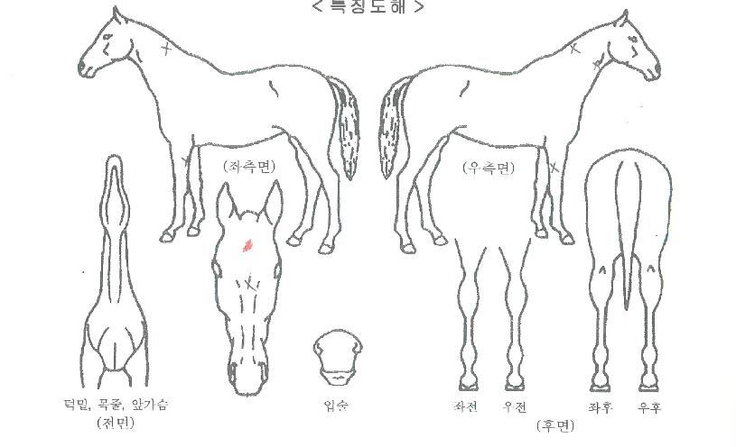 ¸í°¡ÀÇÈÄ¿¹ÀÚ¸¶ÀÇ Ãø¸é,¿ì¸é,µÞ¸é,µÎ»ó,´Ù¸®ÀÇ Æ¯Â¡µµÇØ