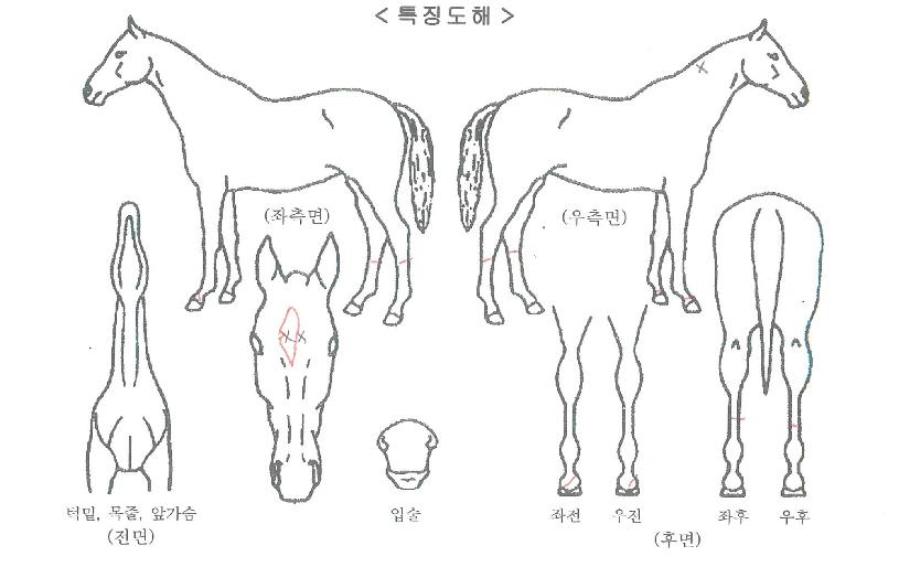 �Ļ���ġ�� ����,���,�޸�,�λ�,�ٸ��� Ư¡����