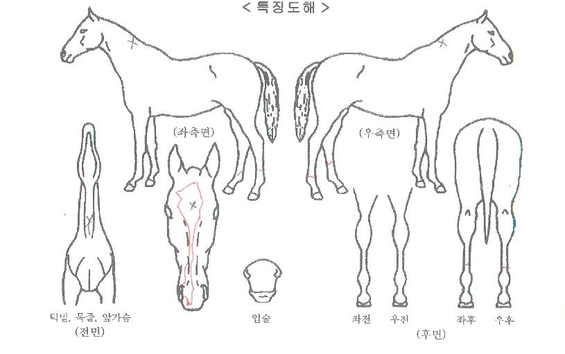 ±×¸°½ºÄ¹ÀÇ Ãø¸é,¿ì¸é,µÞ¸é,µÎ»ó,´Ù¸®ÀÇ Æ¯Â¡µµÇØ