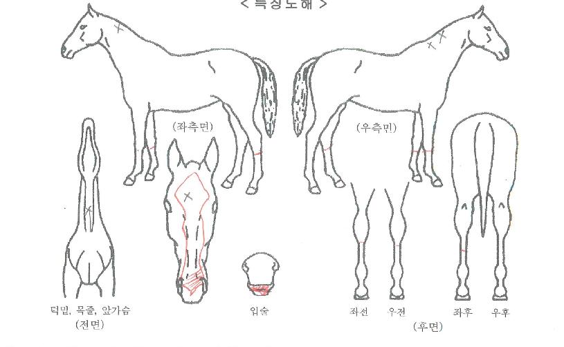 ÇØ±¤ÀÚ¸¶ÀÇ Ãø¸é,¿ì¸é,µÞ¸é,µÎ»ó,´Ù¸®ÀÇ Æ¯Â¡µµÇØ