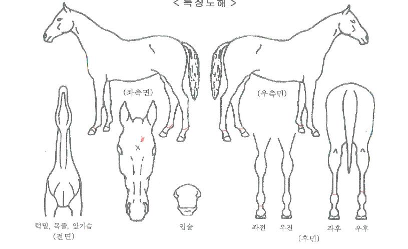 ´ëÁöÃÊÀ̽ºÀÇ Ãø¸é,¿ì¸é,µÞ¸é,µÎ»ó,´Ù¸®ÀÇ Æ¯Â¡µµÇØ