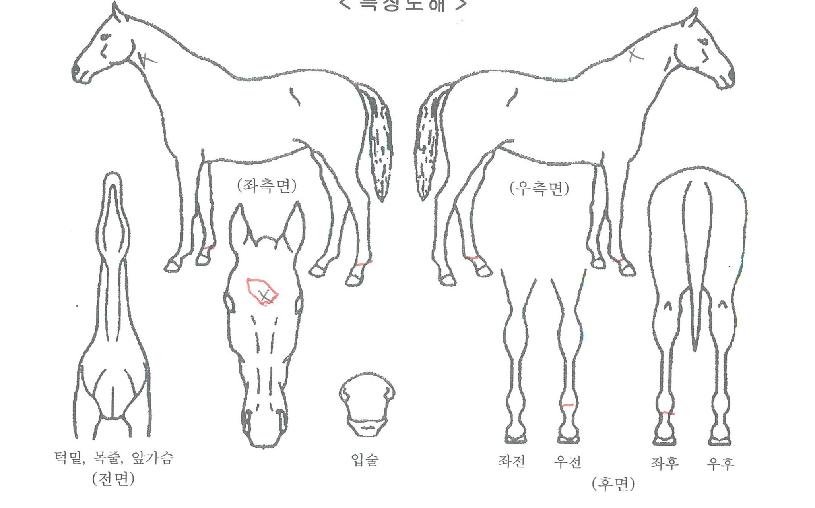 ¹ÐÅ©µ¥ÀÌÀÇ Ãø¸é,¿ì¸é,µÞ¸é,µÎ»ó,´Ù¸®ÀÇ Æ¯Â¡µµÇØ