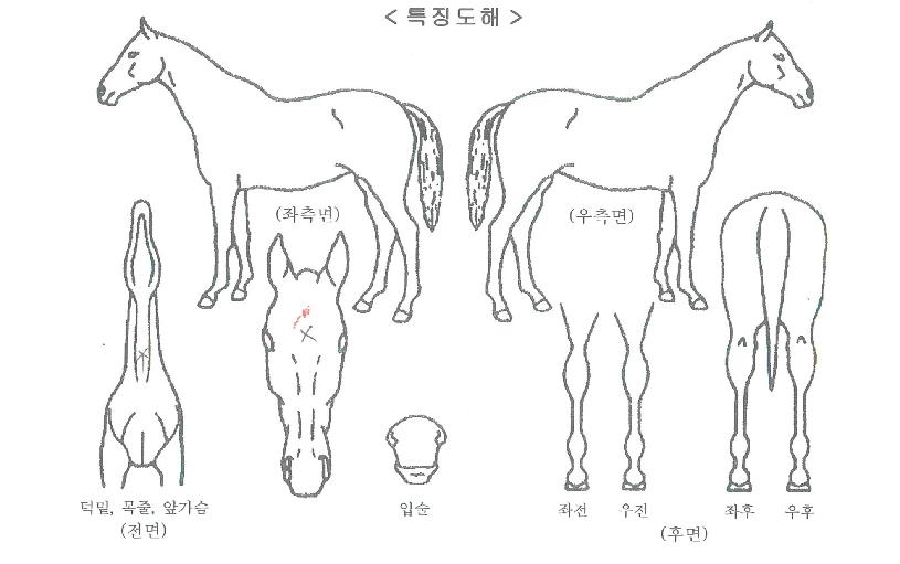 ���������� ����,���,�޸�,�λ�,�ٸ��� Ư¡����