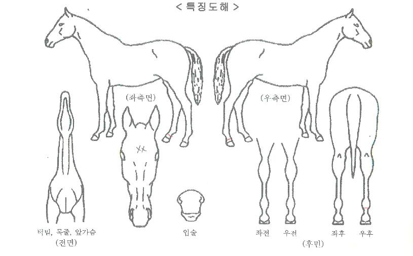 ´ëÁöÇöóÀÌÀÇ Ãø¸é,¿ì¸é,µÞ¸é,µÎ»ó,´Ù¸®ÀÇ Æ¯Â¡µµÇØ