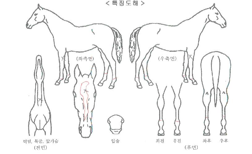 ��ȣ������ ����,���,�޸�,�λ�,�ٸ��� Ư¡����