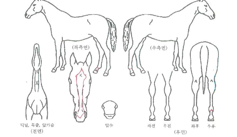 »õ¾ÏÅÍÀÚ¸¶ÀÇ Ãø¸é,¿ì¸é,µÞ¸é,µÎ»ó,´Ù¸®ÀÇ Æ¯Â¡µµÇØ
