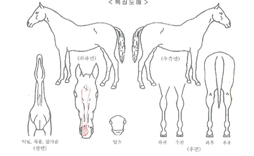 À¯´Ï¾ðº§ÀÚ¸¶ÀÇ Ãø¸é,¿ì¸é,µÞ¸é,µÎ»ó,´Ù¸®ÀÇ Æ¯Â¡µµÇØ