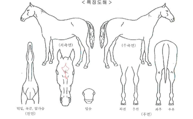 ����Ʈž���ڸ��� ����,���,�޸�,�λ�,�ٸ��� Ư¡����