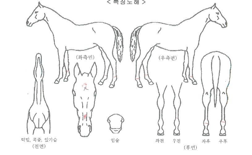 ȶûºê¶óº¸ÀÇ Ãø¸é,¿ì¸é,µÞ¸é,µÎ»ó,´Ù¸®ÀÇ Æ¯Â¡µµÇØ