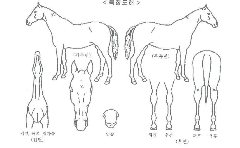 Æ®·¹Å·ÀÚ¸¶ÀÇ Ãø¸é,¿ì¸é,µÞ¸é,µÎ»ó,´Ù¸®ÀÇ Æ¯Â¡µµÇØ