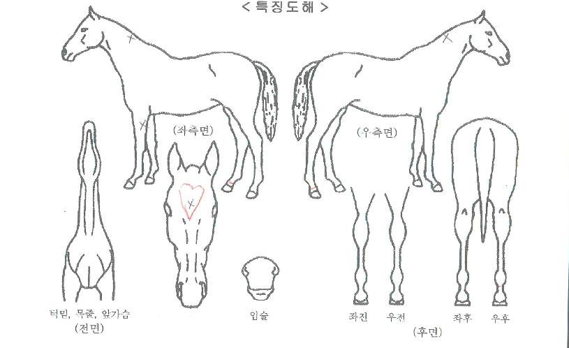 ���������ڸ��� ����,���,�޸�,�λ�,�ٸ��� Ư¡����