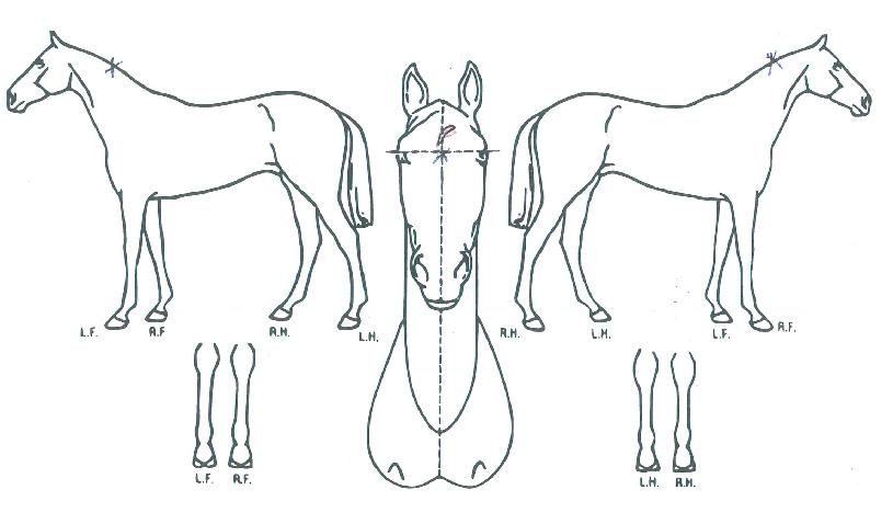 ¸¶ÀÌÆ¼Å±ÀÇ Ãø¸é,¿ì¸é,µÞ¸é,µÎ»ó,´Ù¸®ÀÇ Æ¯Â¡µµÇØ