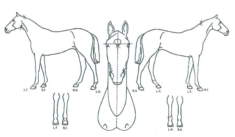 ��ܰ����� ����,���,�޸�,�λ�,�ٸ��� Ư¡����