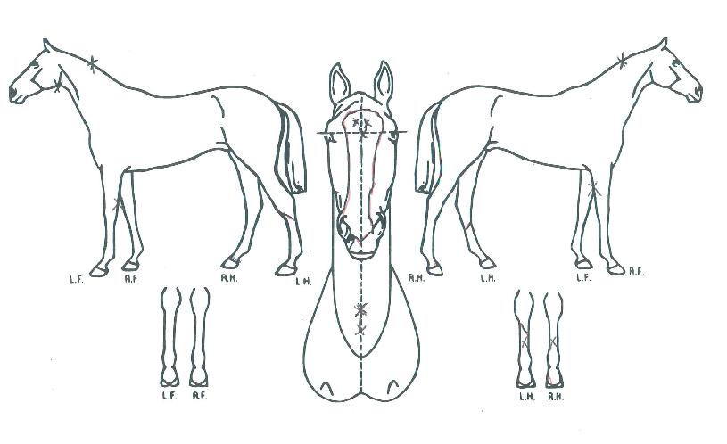 �ƽ����� ����,���,�޸�,�λ�,�ٸ��� Ư¡����