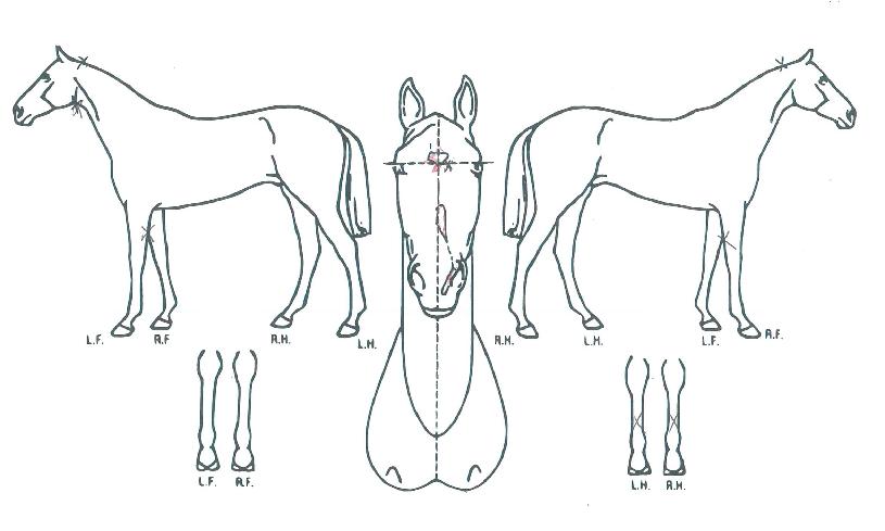 �����鸮������ ����,���,�޸�,�λ�,�ٸ��� Ư¡����