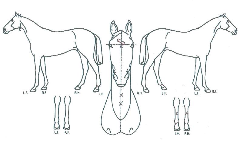 �����ܾ����� ����,���,�޸�,�λ�,�ٸ��� Ư¡����