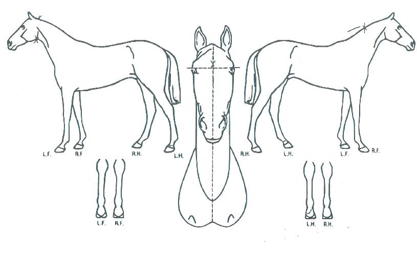 ��Ŀ����������Ʈ�� ����,���,�޸�,�λ�,�ٸ��� Ư¡����