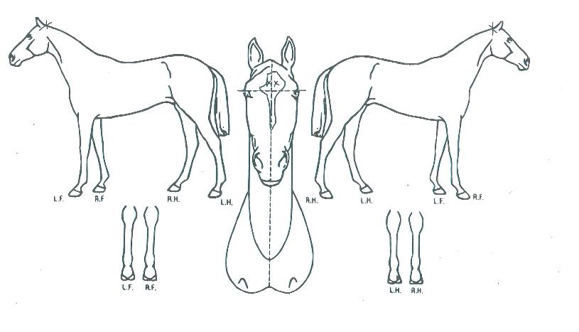 ¸Å±×´ÏÇǼ¾Æ®¸¶ÀÎÀÇ Ãø¸é,¿ì¸é,µÞ¸é,µÎ»ó,´Ù¸®ÀÇ Æ¯Â¡µµÇØ