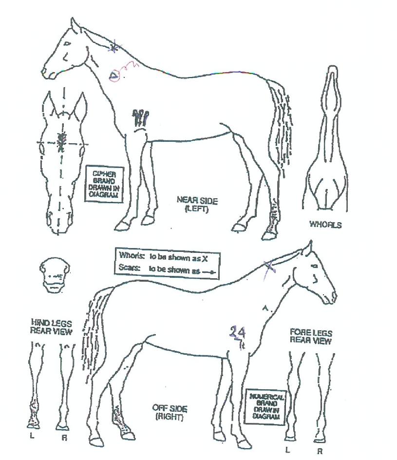 �������� ����,���,�޸�,�λ�,�ٸ��� Ư¡����