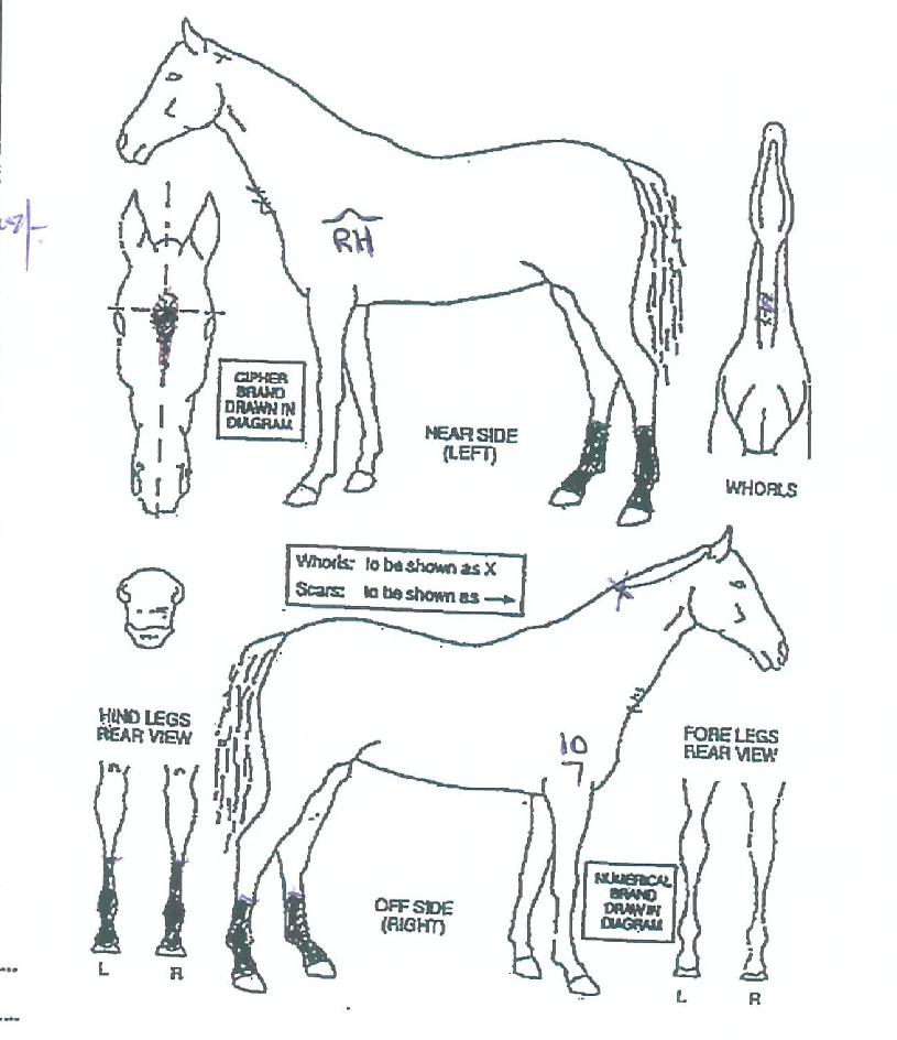 °Å¹Ì¼ÕÀÇ Ãø¸é,¿ì¸é,µÞ¸é,µÎ»ó,´Ù¸®ÀÇ Æ¯Â¡µµÇØ