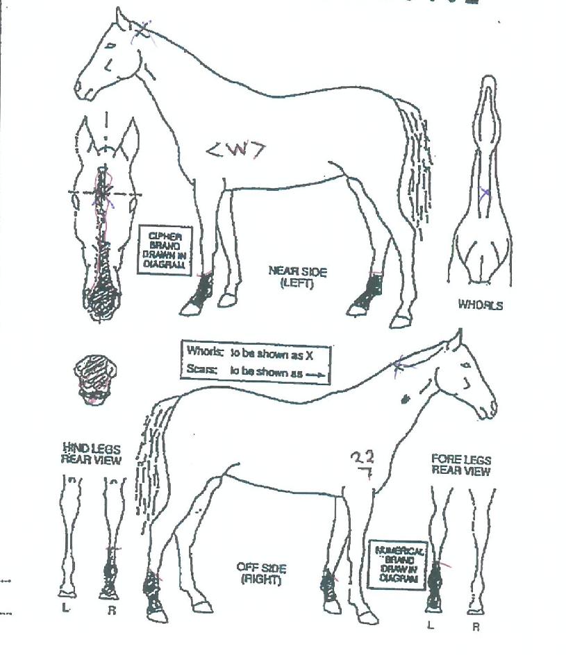 ����Ƽ���� ����,���,�޸�,�λ�,�ٸ��� Ư¡����