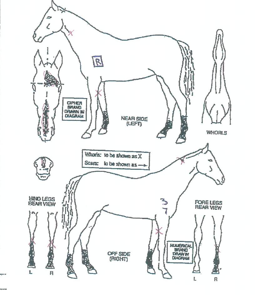 �ο��Լ��� ����,���,�޸�,�λ�,�ٸ��� Ư¡����