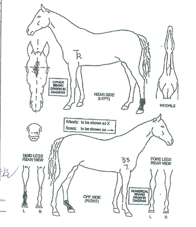 ��Ŭ����轺�� ����,���,�޸�,�λ�,�ٸ��� Ư¡����