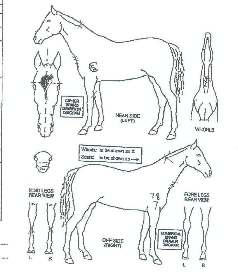 Å¥Çǵ庣À̺êÀÇ Ãø¸é,¿ì¸é,µÞ¸é,µÎ»ó,´Ù¸®ÀÇ Æ¯Â¡µµÇØ