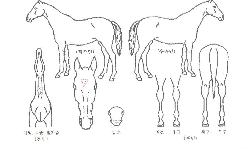 ÇÒ¸®¿ìµåÄýÀÇ Ãø¸é,¿ì¸é,µÞ¸é,µÎ»ó,´Ù¸®ÀÇ Æ¯Â¡µµÇØ