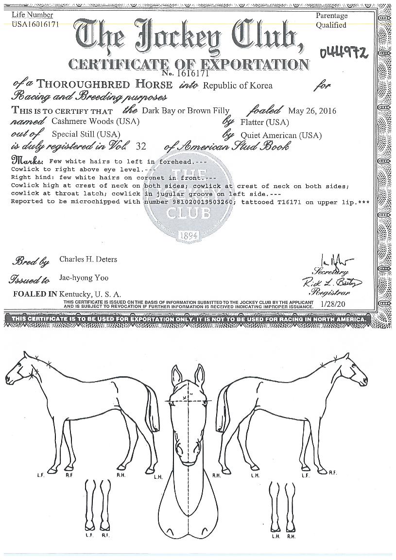 ij½Ã¹Ì¾î¿ìÁîÀÇ Ãø¸é,¿ì¸é,µÞ¸é,µÎ»ó,´Ù¸®ÀÇ Æ¯Â¡µµÇØ