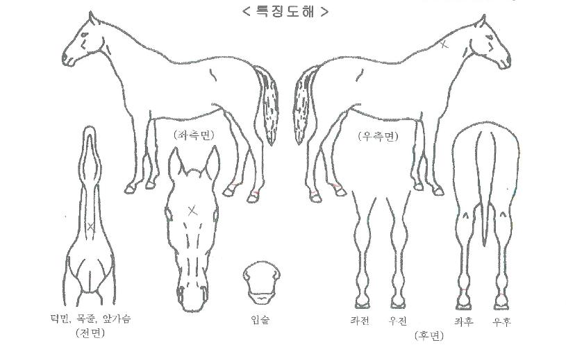 ��´���ũ�� ����,���,�޸�,�λ�,�ٸ��� Ư¡����