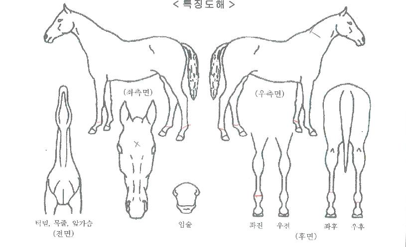 ������������ ����,���,�޸�,�λ�,�ٸ��� Ư¡����