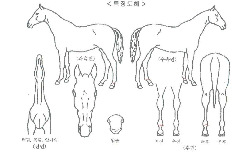 ����Ʈ�йи��� ����,���,�޸�,�λ�,�ٸ��� Ư¡����