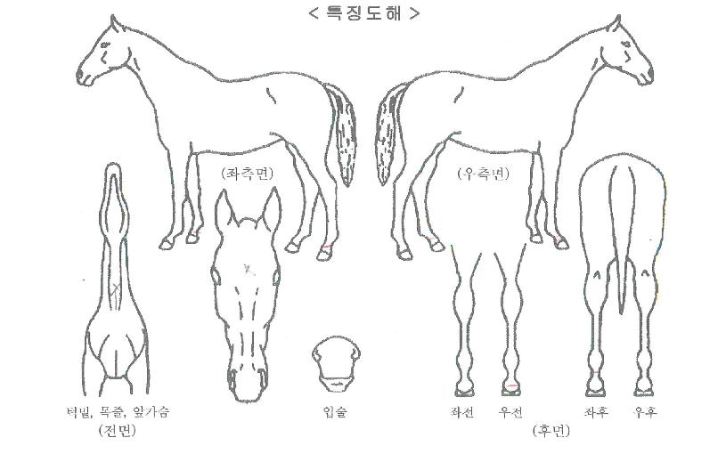 ���Ƹ�Ĺ�� ����,���,�޸�,�λ�,�ٸ��� Ư¡����