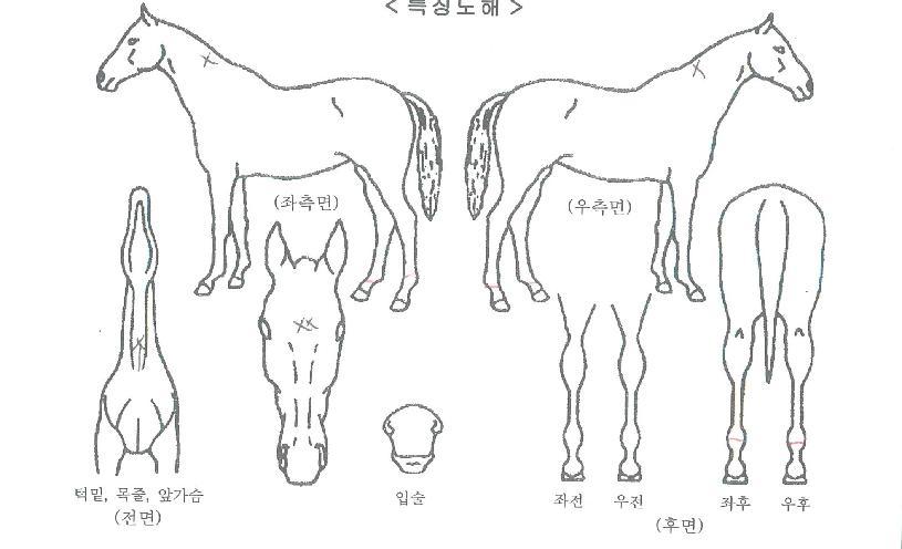 �δ��۽�Ʈ�� ����,���,�޸�,�λ�,�ٸ��� Ư¡����