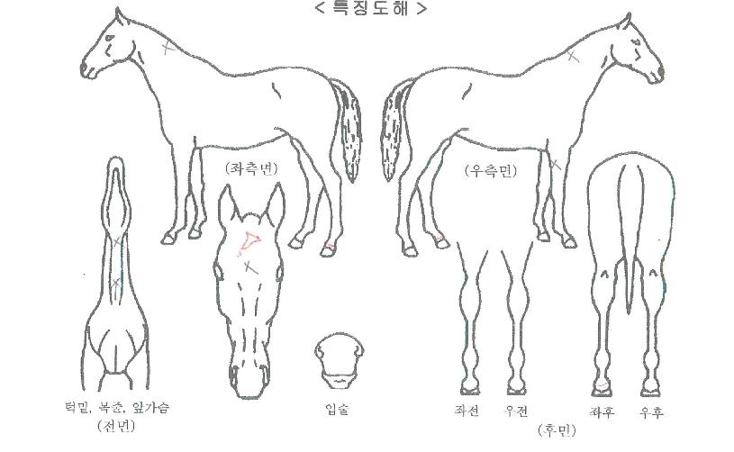 ��¾������� ����,���,�޸�,�λ�,�ٸ��� Ư¡����