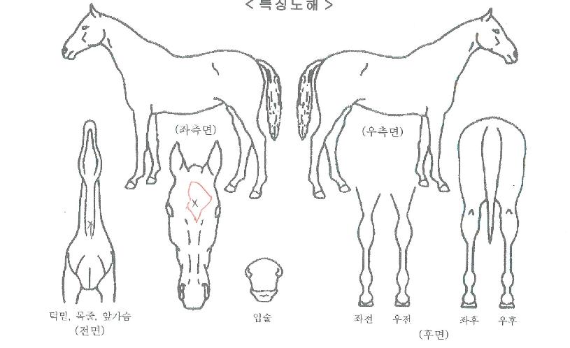 ���������ڸ��� ����,���,�޸�,�λ�,�ٸ��� Ư¡����