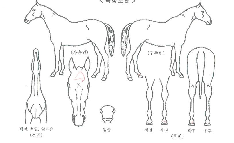 ¿ì½Â¿©°ÉÀÇ Ãø¸é,¿ì¸é,µÞ¸é,µÎ»ó,´Ù¸®ÀÇ Æ¯Â¡µµÇØ