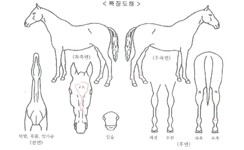 ÇѰÁ¦ÀÏÀÚ¸¶ÀÇ Ãø¸é,¿ì¸é,µÞ¸é,µÎ»ó,´Ù¸®ÀÇ Æ¯Â¡µµÇØ