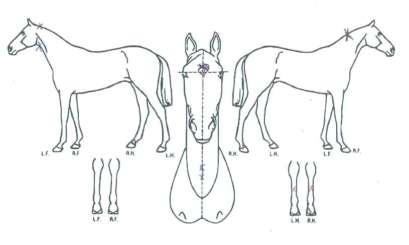 ¹®Çм±ÀÇ Ãø¸é,¿ì¸é,µÞ¸é,µÎ»ó,´Ù¸®ÀÇ Æ¯Â¡µµÇØ