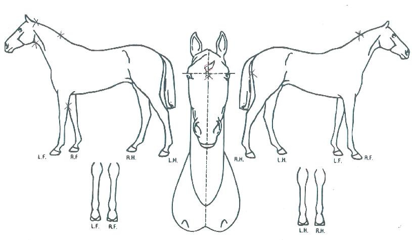 ¹®ÇÐÁ¨¾ßŸÀÇ Ãø¸é,¿ì¸é,µÞ¸é,µÎ»ó,´Ù¸®ÀÇ Æ¯Â¡µµÇØ