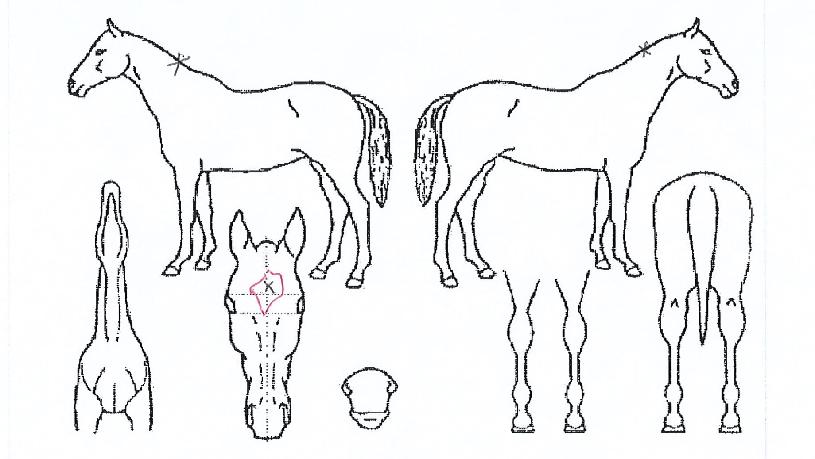 ¾î³ª´õŬ·¡½ºÀÇ Ãø¸é,¿ì¸é,µÞ¸é,µÎ»ó,´Ù¸®ÀÇ Æ¯Â¡µµÇØ