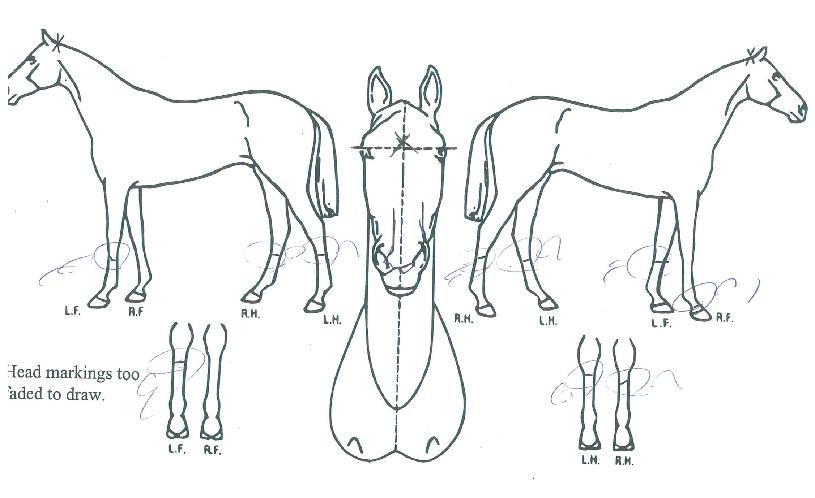 �ٿ�����̵��� ����,���,�޸�,�λ�,�ٸ��� Ư¡����