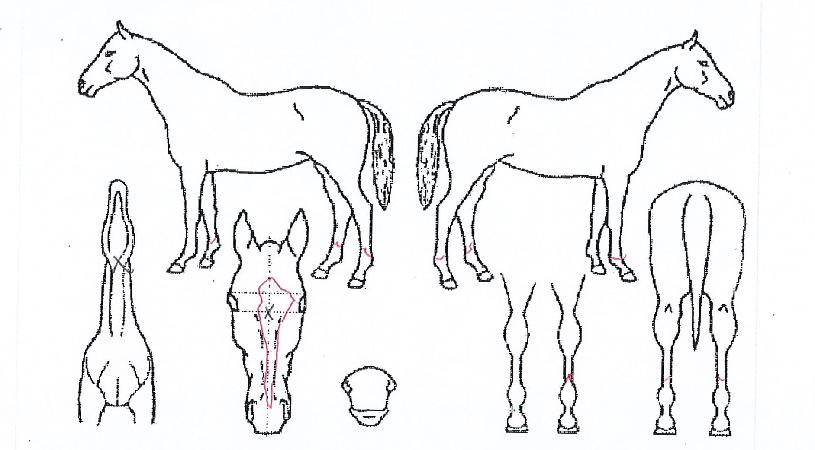 ½ºÅ¸ÇÁ·¹Áð½ºÀÇ Ãø¸é,¿ì¸é,µÞ¸é,µÎ»ó,´Ù¸®ÀÇ Æ¯Â¡µµÇØ